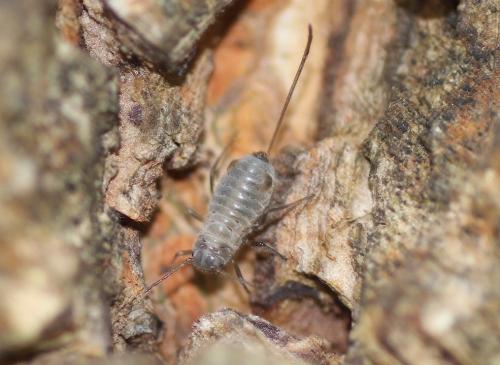 Stomaphis graffii